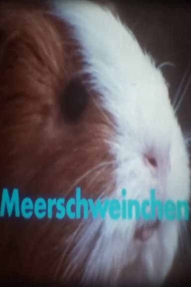 Meerschweinchen poster