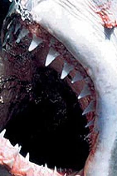Killer Instincts: Jaws poster