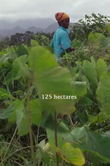 125 hectares poster