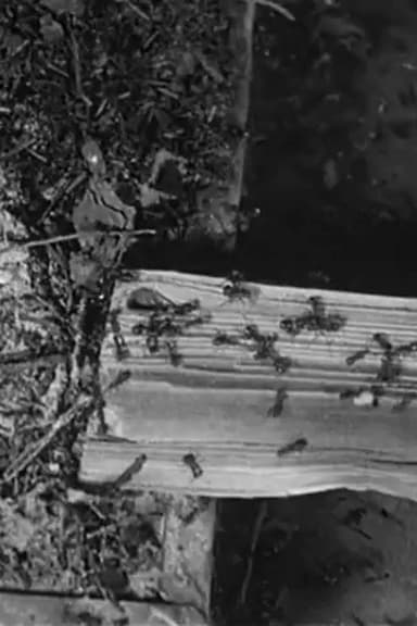 The Battle of the Ants poster