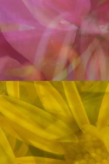 Mutus Floris poster