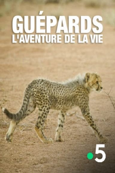 Guépards, l'aventure de la  vie poster