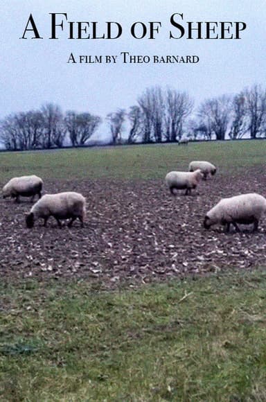 A Field of Sheep poster