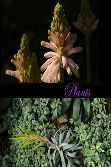 Plants poster