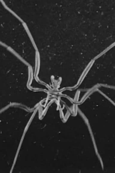 Caprelles et Pantopodes poster