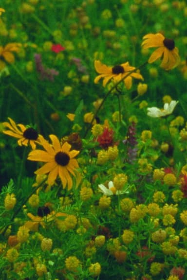 Mountain Wildflowers poster