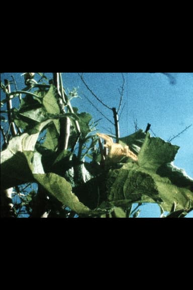 Plantlife poster