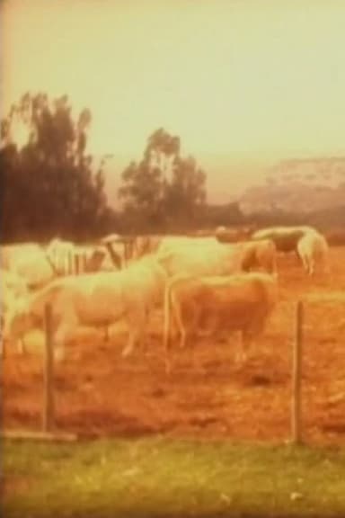 Cows poster