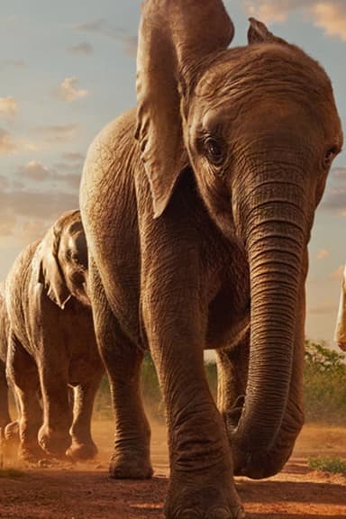 Wild Life - Elephants poster