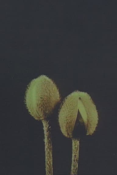 Lin­naeus’ Flow­er Clock poster