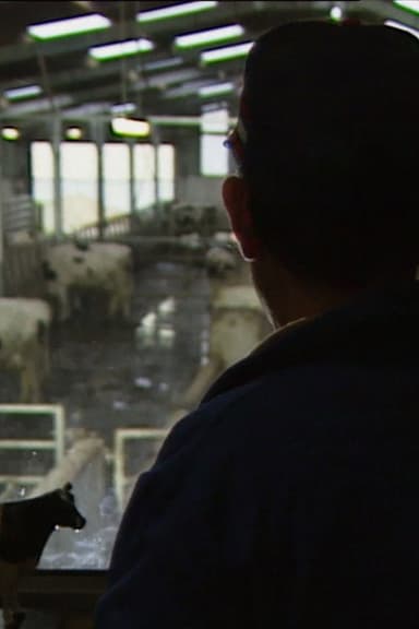 Des taureaux et des vaches poster