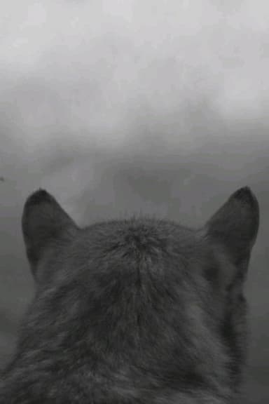 From the Mountain poster