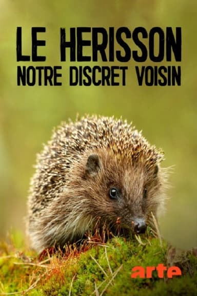 Le hérisson, notre discret voisin poster