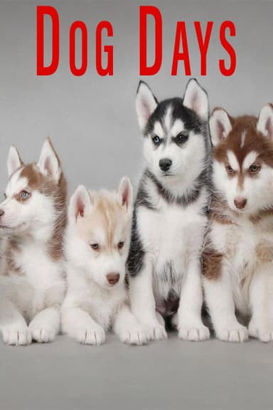 Dog Days poster