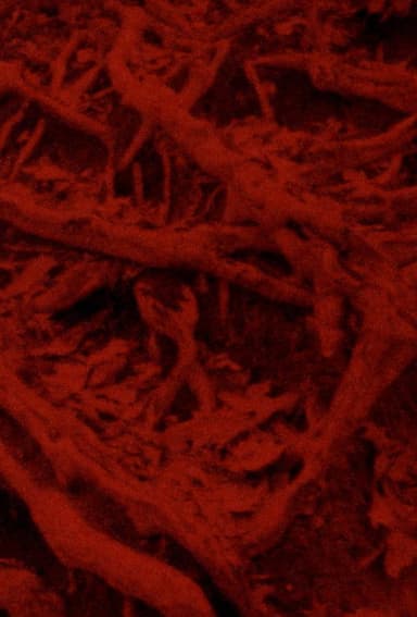 Language of the Entrails poster