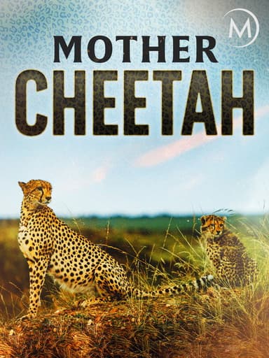 Cheetah Mom poster