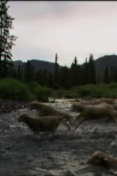 Hell Roaring Creek poster