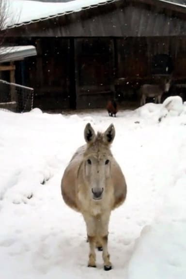 Esel mit Schnee poster