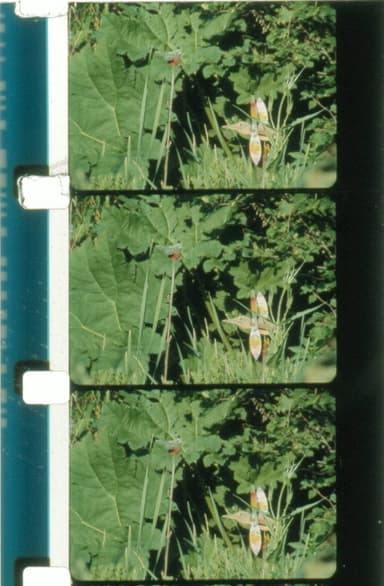 Jardin du Marais poster