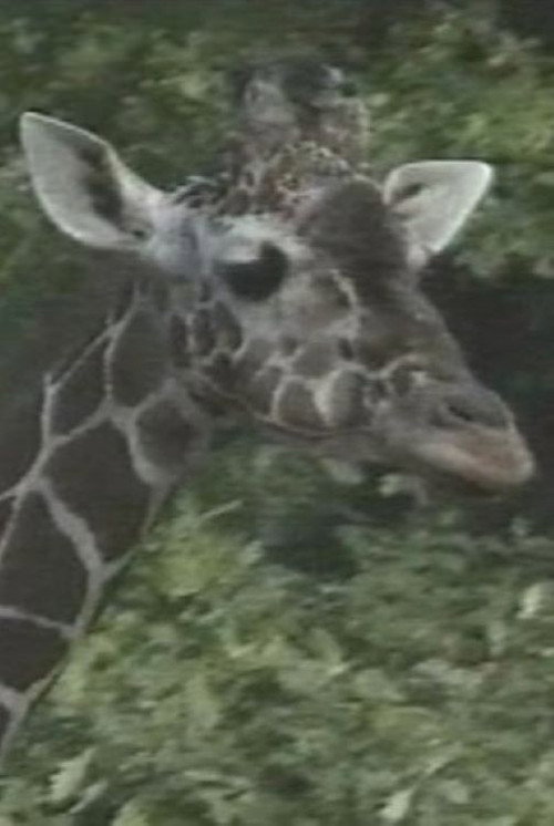 Luis Buñuel: The Spots of the Giraffe poster
