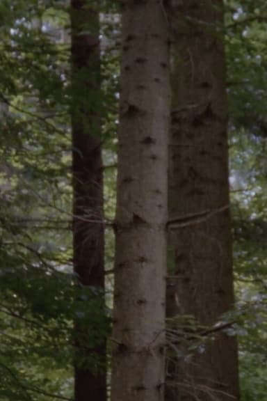 The Forest poster