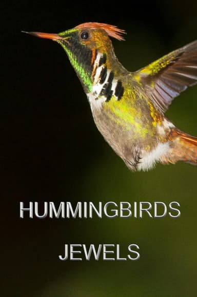 Hummingbirds Jewels poster