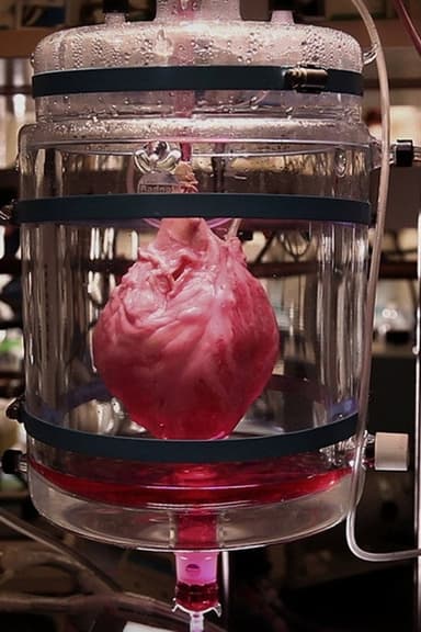 How to Build a Beating Heart poster