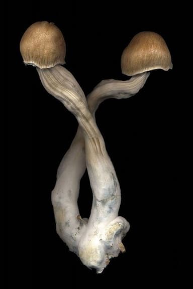 The Mushroom Archive poster
