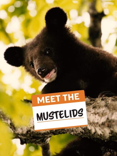 Meet the Mustelids poster