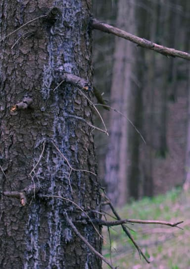 In The Woods poster