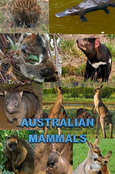 Australian Mammals poster