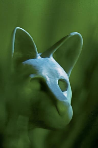 Feline poster