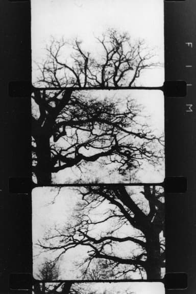 Finestra davanti ad un albero poster