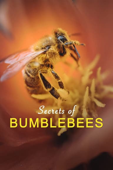 Hummeln - Bienen im Pelz poster