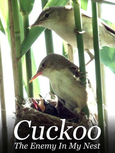 Cuckoo: The Enemy In My Nest poster