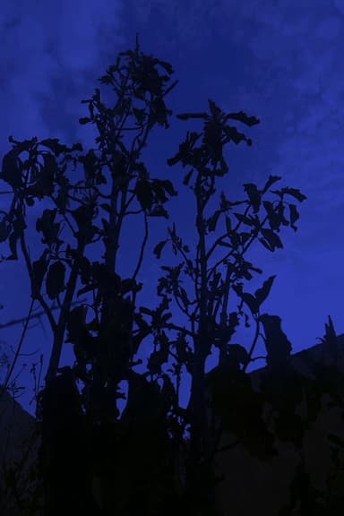 The Night poster