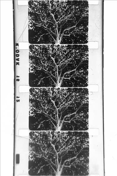 un arbre poster