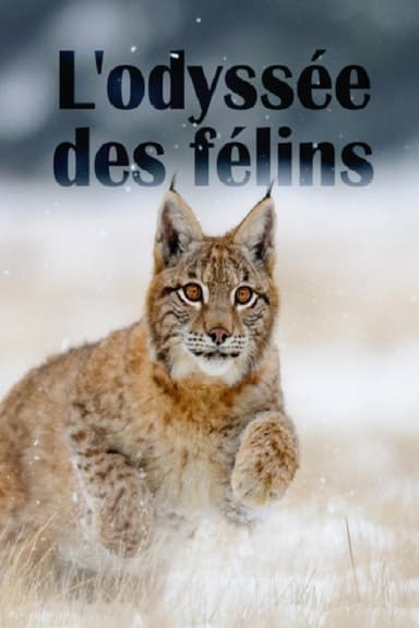 The Odyssey Of Felines poster