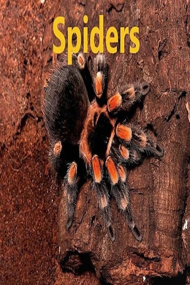 Spiders poster