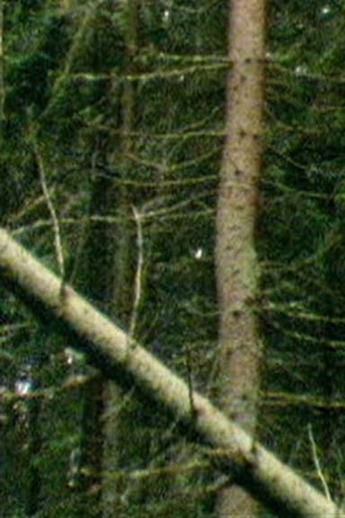 A Forest poster