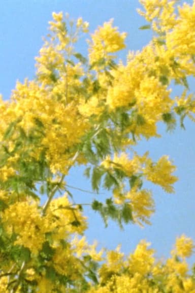 Mimosen im Wind poster