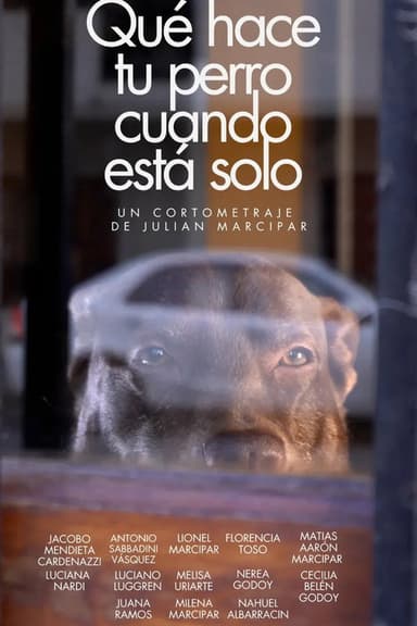 Qué hace tu perro cuando está solo poster