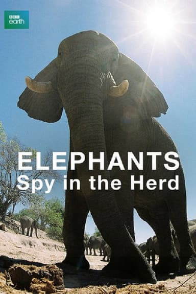Elephants: Spy in the Herd poster