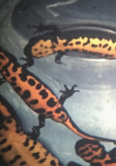 Newt Leaders poster