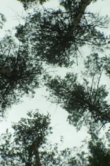 Nature_Nature poster