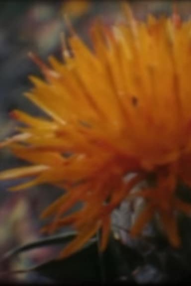 Shades of Safflower-dyed Celluloid poster