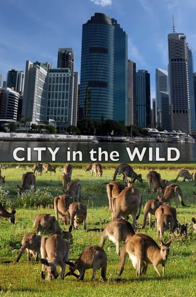 City In The Wild poster