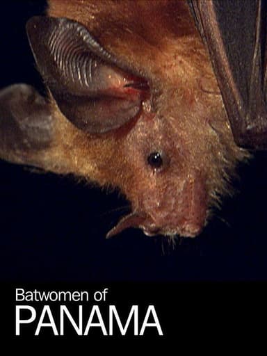 Batwomen of Panama poster