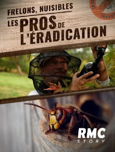 Frelons, nuisibles : Les pros de l'éradication poster