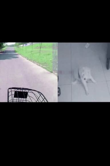 Search My White Dog poster